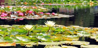 Stappenplan voor het aanleggen van een vijver vijver aanleggen