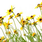 Meer kleur in jouw tuin? Kies voor deze herfstplanten! gele zonnehoed