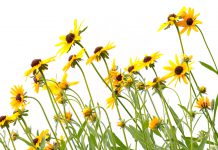 Meer kleur in jouw tuin? Kies voor deze herfstplanten! gele zonnehoed