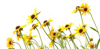 Meer kleur in jouw tuin? Kies voor deze herfstplanten! gele zonnehoed