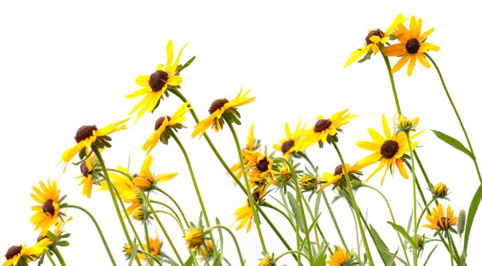 Meer kleur in jouw tuin? Kies voor deze herfstplanten! gele zonnehoed