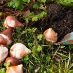 Bollen planten? Zo doe je dat! bloembollen planten