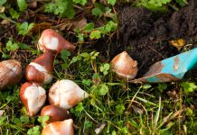 Bollen planten? Zo doe je dat! bloembollen planten