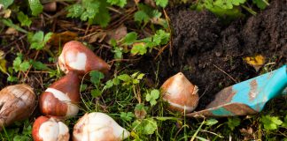 Bollen planten? Zo doe je dat! bloembollen planten