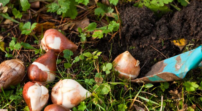 Bollen planten? Zo doe je dat! bloembollen planten