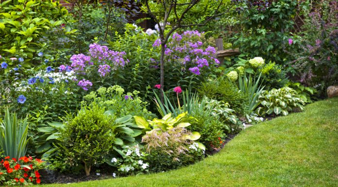 Waarom bloemen in jouw tuin? bloemen in tuin