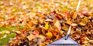 Tuin onderhouden in de herfst? Dit moet je NIET doen! Bladeren niet opruimen