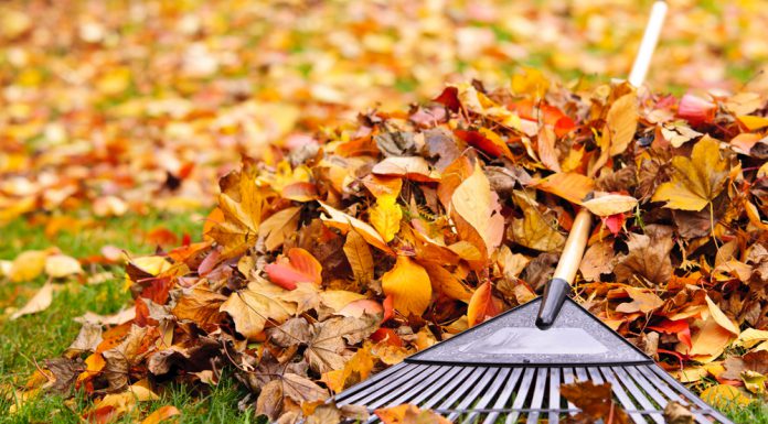 Tuin onderhouden in de herfst? Dit moet je NIET doen! Bladeren niet opruimen
