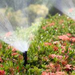 Hittegolf? Zo help je jouw bloemen en planten de zomer door! beregening planten