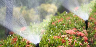 Hittegolf? Zo help je jouw bloemen en planten de zomer door! beregening planten