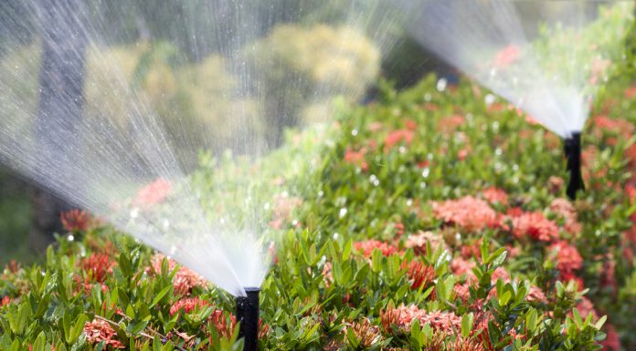 Hittegolf? Zo help je jouw bloemen en planten de zomer door! beregening planten