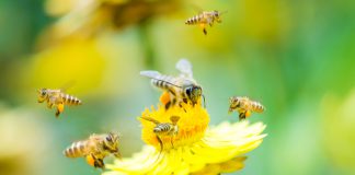 Zo zorg je voor een diervriendelijke tuin! bijen bij een bloem