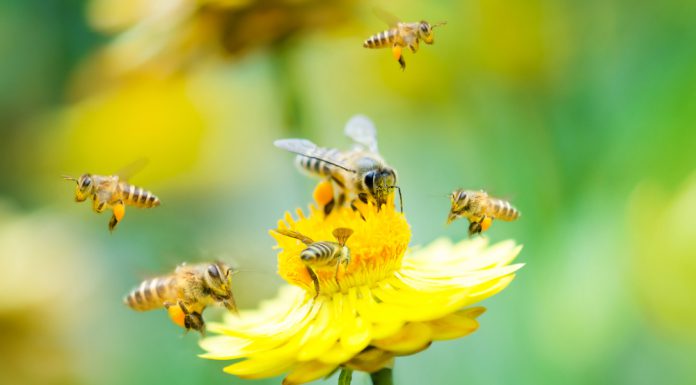 Zo zorg je voor een diervriendelijke tuin! bijen bij een bloem