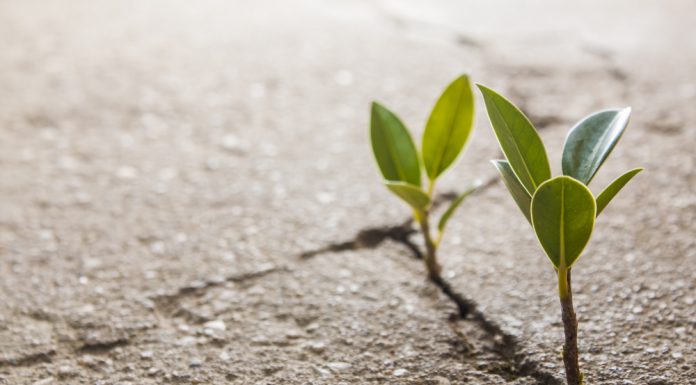 Tegels in jouw tuin vrij houden van onkruid onkruid tussen de tegels