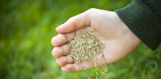 Doe-het-zelftips: zo zaai je gras! gras zaaien