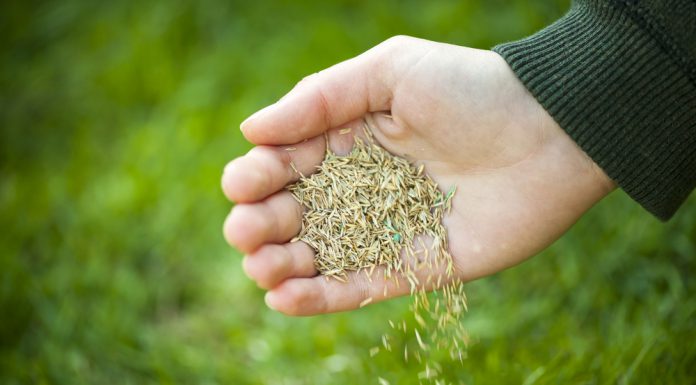 Doe-het-zelftips: zo zaai je gras! gras zaaien