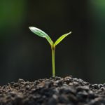 Vermeerder planten door te stekken jonge plant