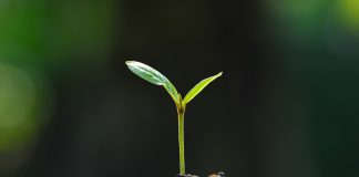 Vermeerder planten door te stekken jonge plant