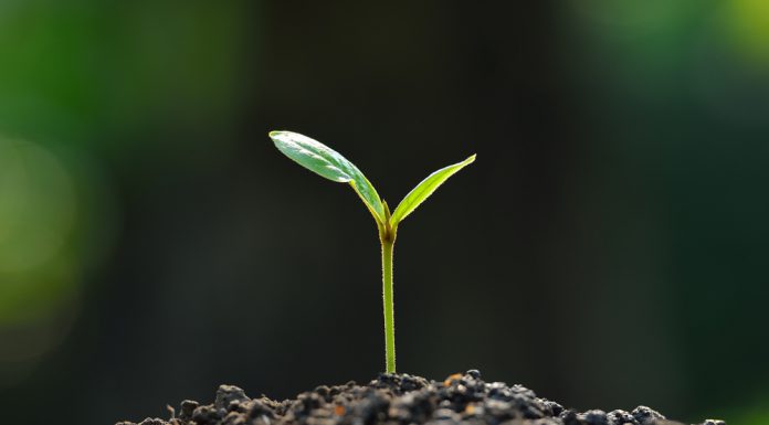 Vermeerder planten door te stekken jonge plant