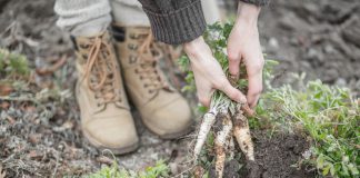 Zo begin je met een moestuin! moestuin starten