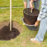 Waar moet je rekening mee houden bij het planten van bomen? boom planten
