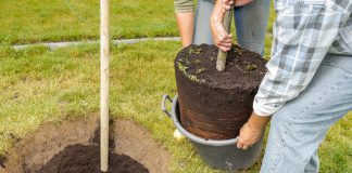 Waar moet je rekening mee houden bij het planten van bomen? boom planten