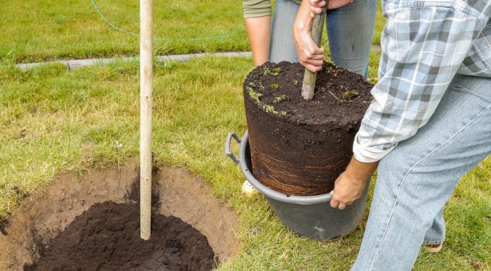 Waar moet je rekening mee houden bij het planten van bomen? boom planten