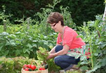 Groente kweken in een kleine tuin? Zo doe je dat? groentetuin tips