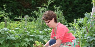 Groente kweken in een kleine tuin? Zo doe je dat? groentetuin tips
