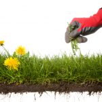 Maak in vijf stappen jouw tuin klaar voor de zomer! onkruid plukken