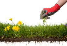 Maak in vijf stappen jouw tuin klaar voor de zomer! onkruid plukken