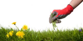 Maak in vijf stappen jouw tuin klaar voor de zomer! onkruid plukken