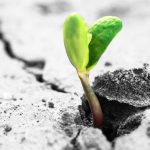 Drie tips voor het zaaien van bloemen zaaien van bloemen