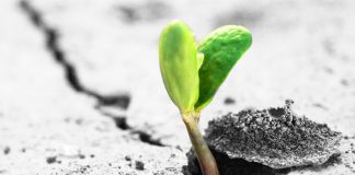 Drie tips voor het zaaien van bloemen zaaien van bloemen