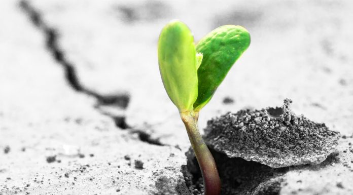 Drie tips voor het zaaien van bloemen zaaien van bloemen