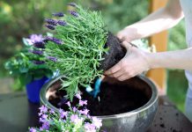 Hoe ga je te werk bij het verplanten van vaste planten? vaste planten verplanten