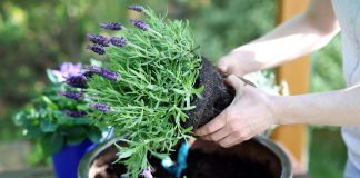 Hoe ga je te werk bij het verplanten van vaste planten? vaste planten verplanten