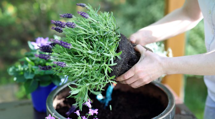 Hoe ga je te werk bij het verplanten van vaste planten? vaste planten verplanten