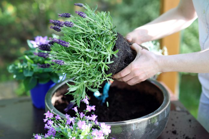 vaste planten verplanten