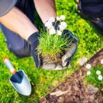 Aandachtspunten bij verplanten herplanten