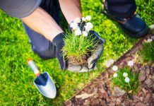 Aandachtspunten bij verplanten herplanten