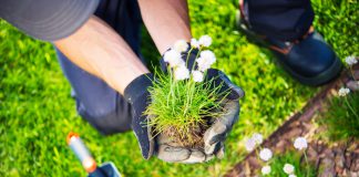 Aandachtspunten bij verplanten herplanten