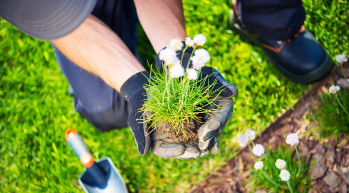 Aandachtspunten bij verplanten herplanten