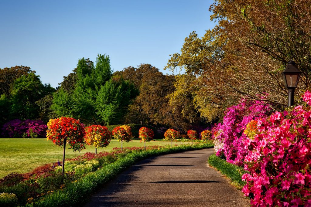 soorten planten