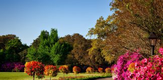 Wat kun je allemaal in jouw tuin planten? soorten planten