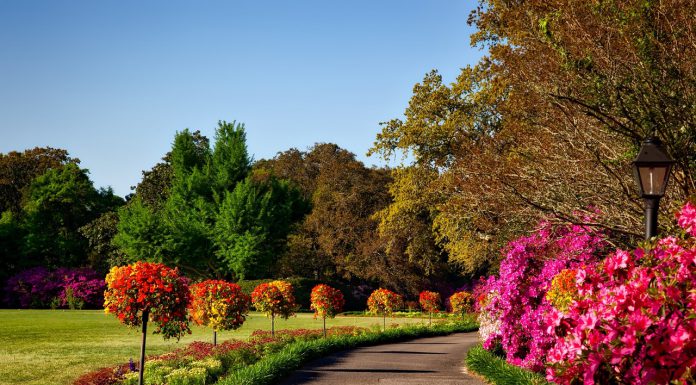 Wat kun je allemaal in jouw tuin planten? soorten planten