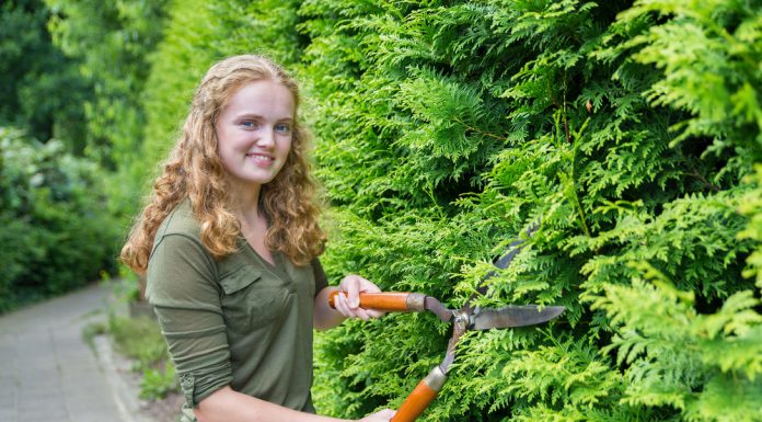 Coniferen in jouw tuin? Dit moet je weten! coniferen