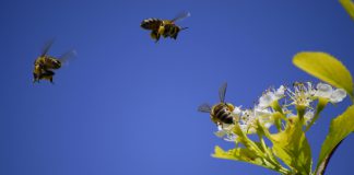 Bijvriendelijke tuin? Zo zorg je ervoor! bijvriendelijke tuin