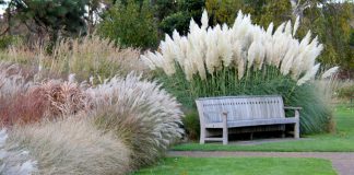 Welke grassoorten zijn er allemaal? grassoorten