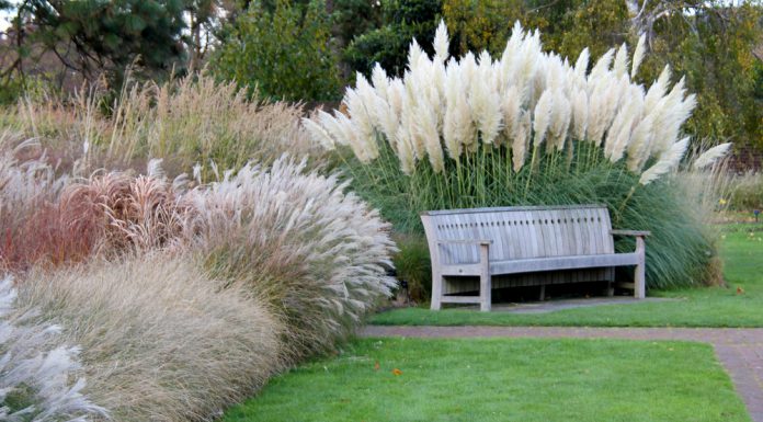 Welke grassoorten zijn er allemaal? grassoorten